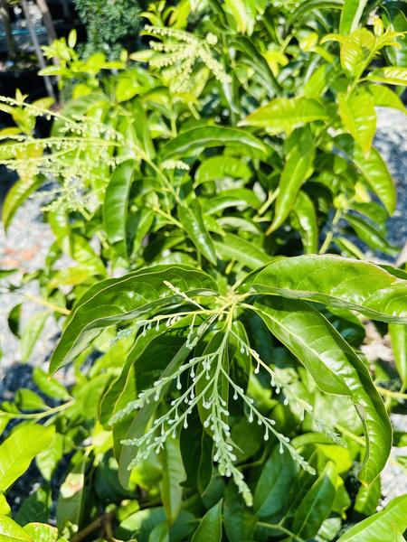 Sourwood - image 1