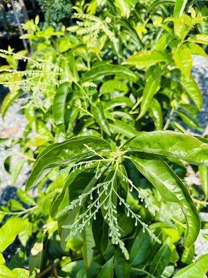 Sourwood - image 1