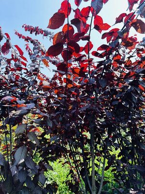 Thundercloud Flowering Plum - image 3