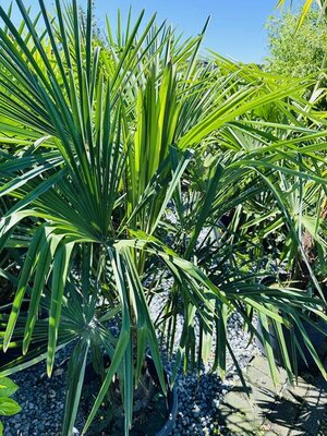 Windmill Palm