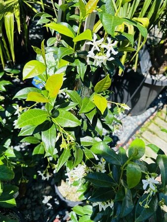 Blue Moon Repeat-Blooming Wisteria