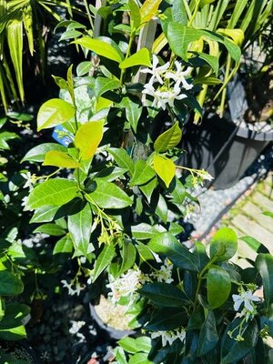 Blue Moon Repeat-Blooming Wisteria