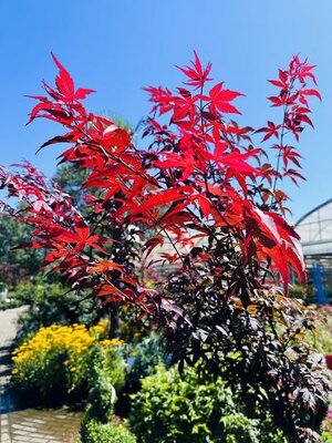 Twombly's Red Sentinel Japanese Maple