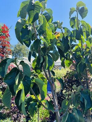 Felix Jury Magnolia