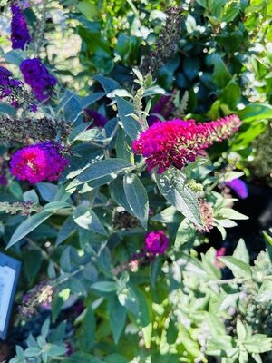 Miss Molly Butterfly Bush