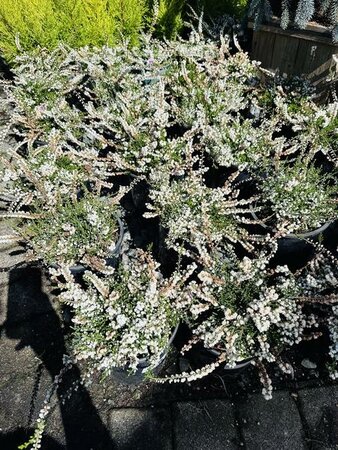 Kinlochruel White Summer Heather - image 1