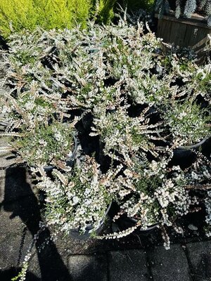 Kinlochruel White Summer Heather - image 1