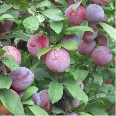 Japanese Methley Plum Tree - image 2