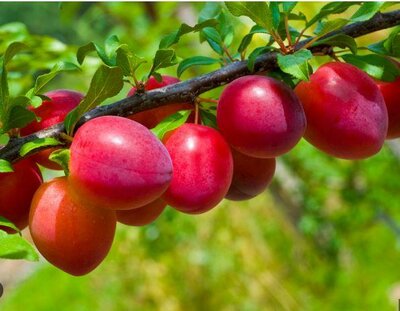 Japanese Beauty Plum Tree - image 2
