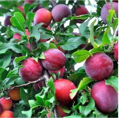 Japanese Satsuma Plum Tree - image 2