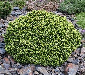 Little Gem Spruce