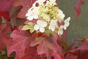 Little Honey Oakleaf Hydrangea - image 1