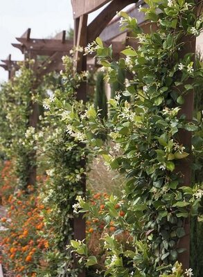 Madison Star Jasmine - image 3