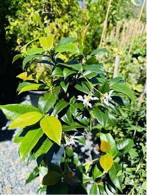 Madison Star Jasmine - image 2
