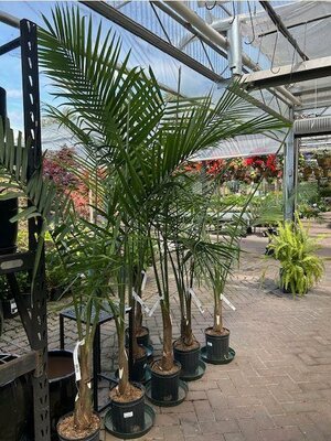 Majesty Palm Tall