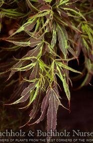 Manyo No Sato Japanese Maple