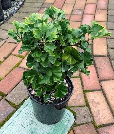 Mariken Ginkgo Tree