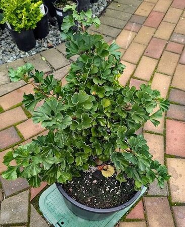 Mariken Ginkgo Tree - image 2