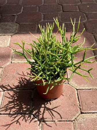 Mistletoe Cactus sale - image 2
