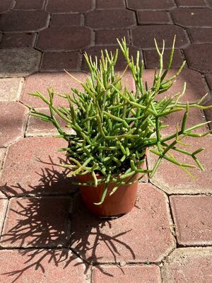 Mistletoe Cactus sale - image 2