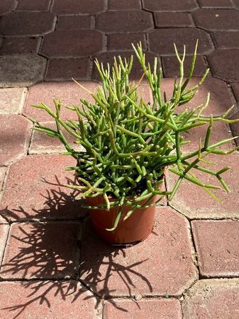 Mistletoe Cactus