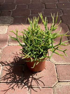 Mistletoe Cactus