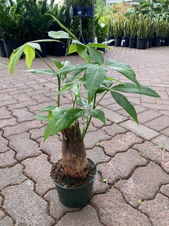 Pachira Money Tree Stump
