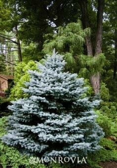 Montgomery Blue Spruce