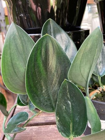 Scindapsus Nearly Black - image 1
