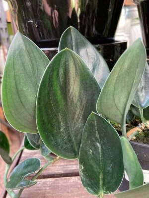 Scindapsus Nearly Black - image 1