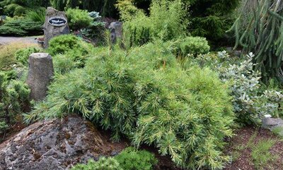 Niagara Falls White Pine - image 2
