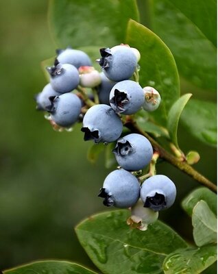 Northblue Blueberry - image 2