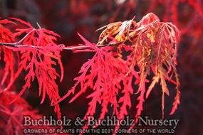 Orangeola Japanese Maple - image 3