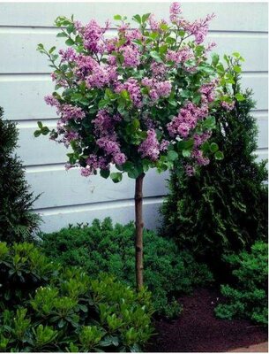 Palibin Lilac Tree - image 2