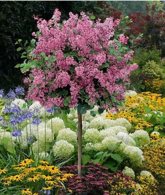 Palibin Lilac Tree - image 2