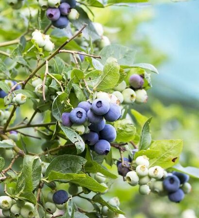 Patriot Blueberry - image 2