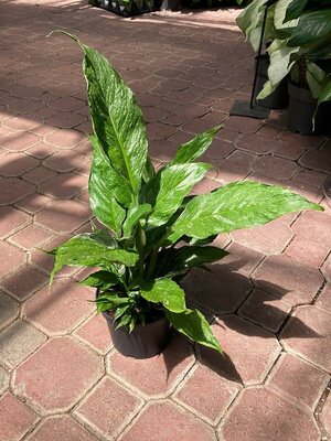Peace Lily Domino - image 2