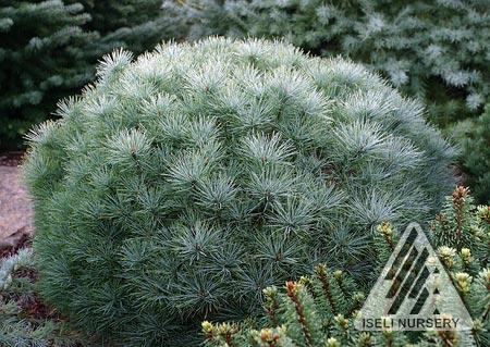 Sea Urchin White Pine Tree Form