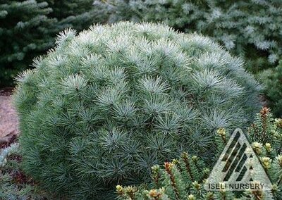 Sea Urchin White Pine Tree Form