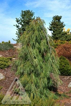 Angel Falls White Pine