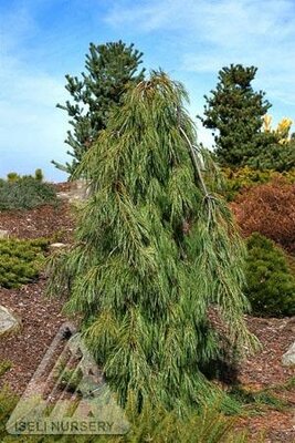Angel Falls White Pine