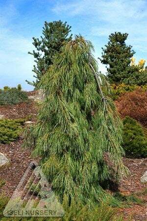 Angel Falls White Pine