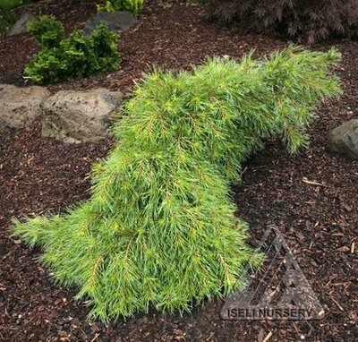 Niagara Falls White Pine - image 1