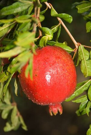 Wonderful Pomegranate
