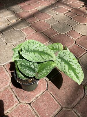 Pothos Satin/Silvery Ann - image 2
