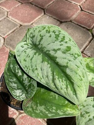 Pothos Satin/Silvery Ann - image 3