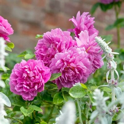 Princess Anne David Austin Rose