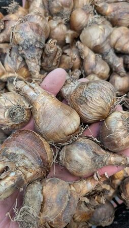 King Alfred Daffodils 50pk - image 1