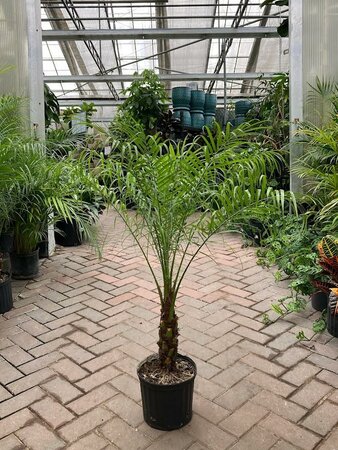 Pygmy Date Palm Single