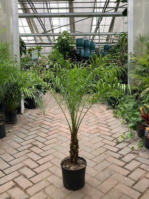 Pygmy Date Palm Single